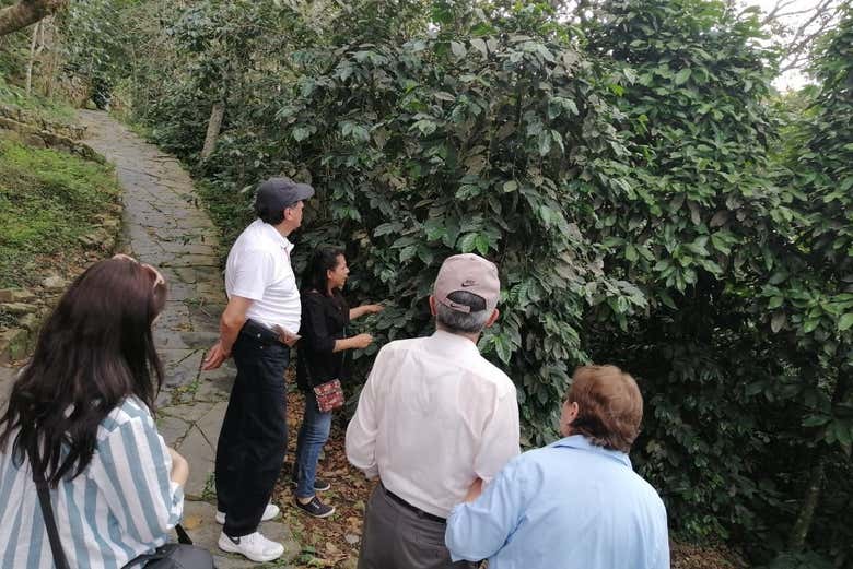 Visitando las plantaciones