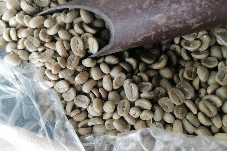 Granos de café antes de tostar