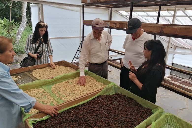 Observando el tostado del café