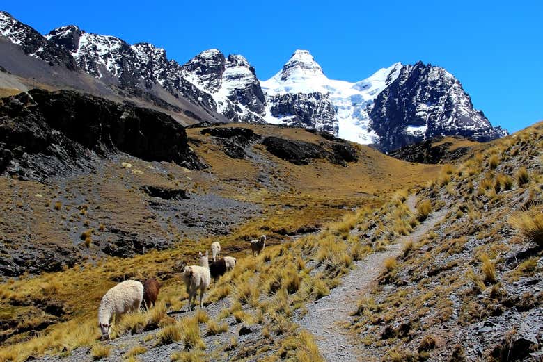Cordillère Royale des Andes