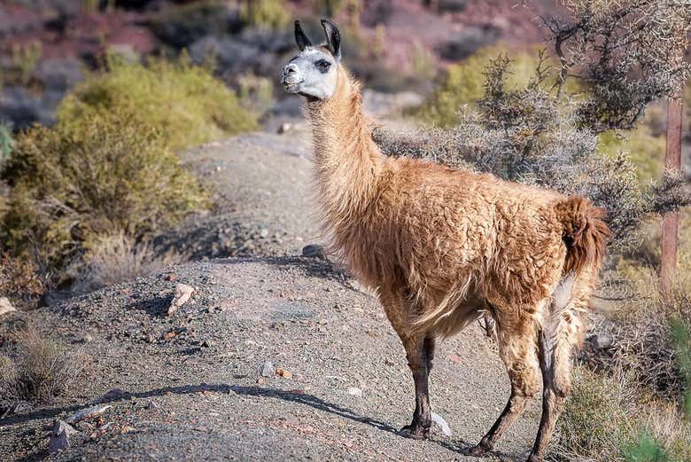 Animal nas montanhas andinas