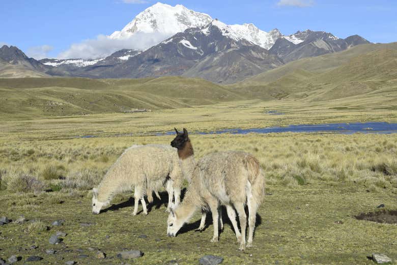 Llamas con Huayna Potosí al fondo