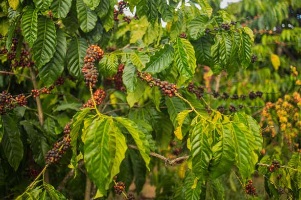 Tour del café por Coroico