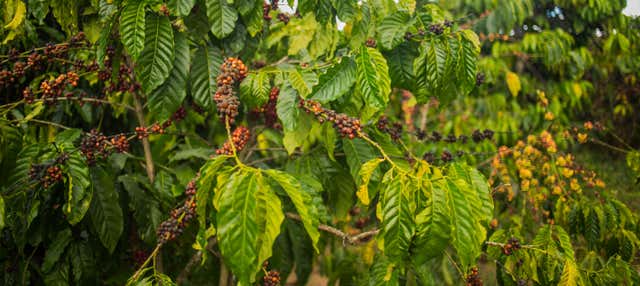 Tour del café por Coroico