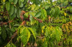 Tour del café por Coroico