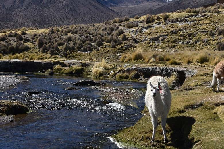 Fauna de Sajama