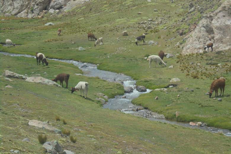 Fauna en el entorno de las lagunas Kari Kari