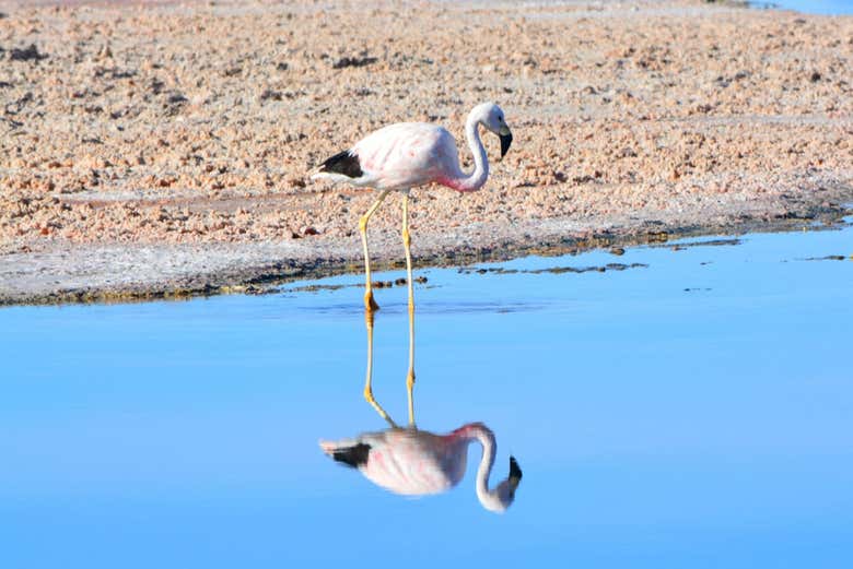 Fauna del Ojo del Inca