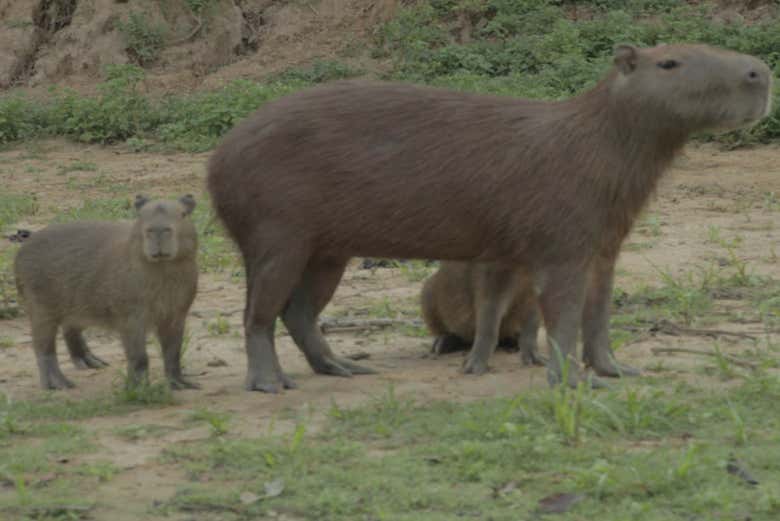 Capibaras