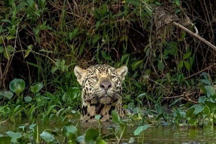 Vous verrez des animaux sauvages