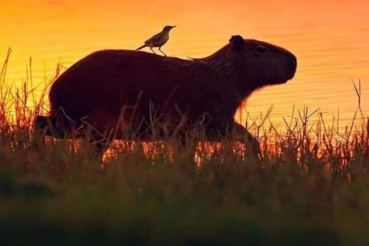 La faune indigène
