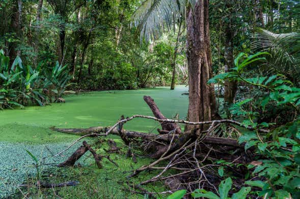 Parco Nazionale Madidi e Pampas del Yacuma in 5 giorni