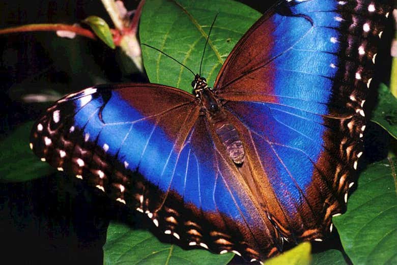 Borboleta-azul