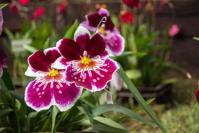 Orquídeas