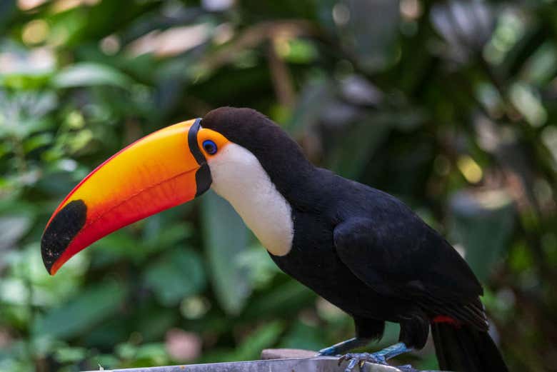 Fauna do biocentro