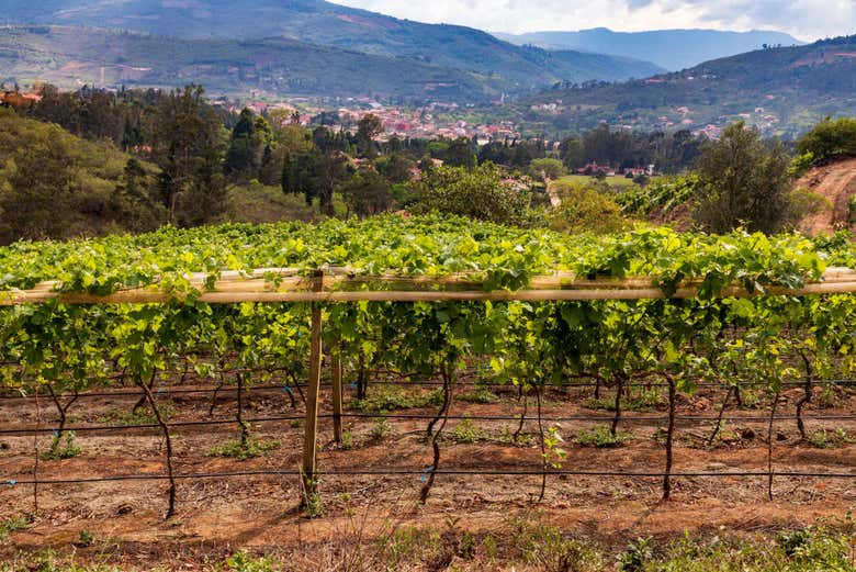 Viñedos en Samaipata