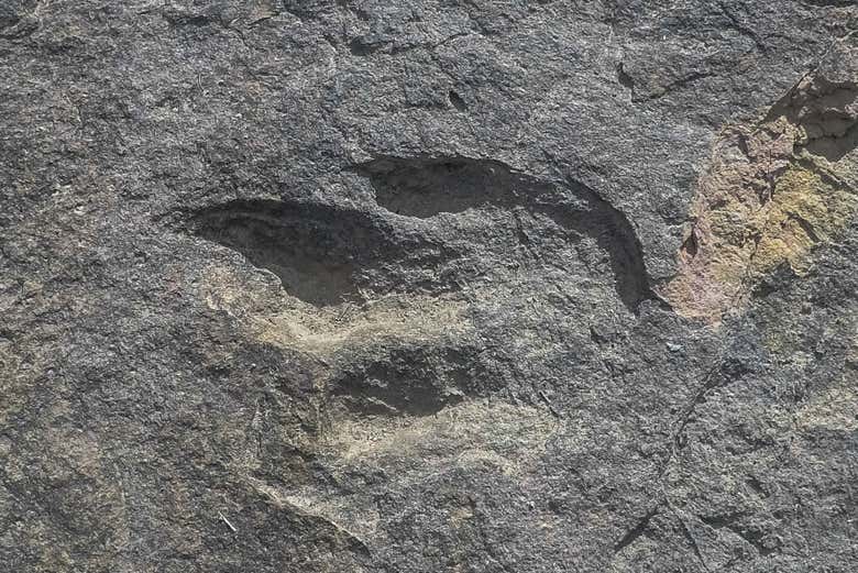 Huella de dinosaurio vista de cerca