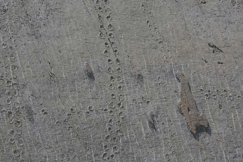 Tracks in the Cretaceous park