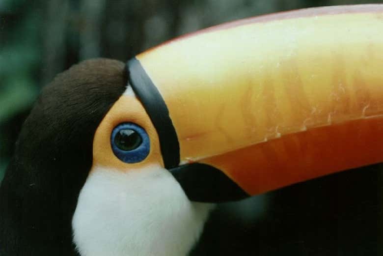 Fauna della Riserva nazionale di Tariquía