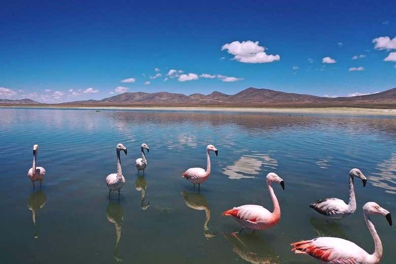 Fenicotteri della laguna Grande di Tajzara