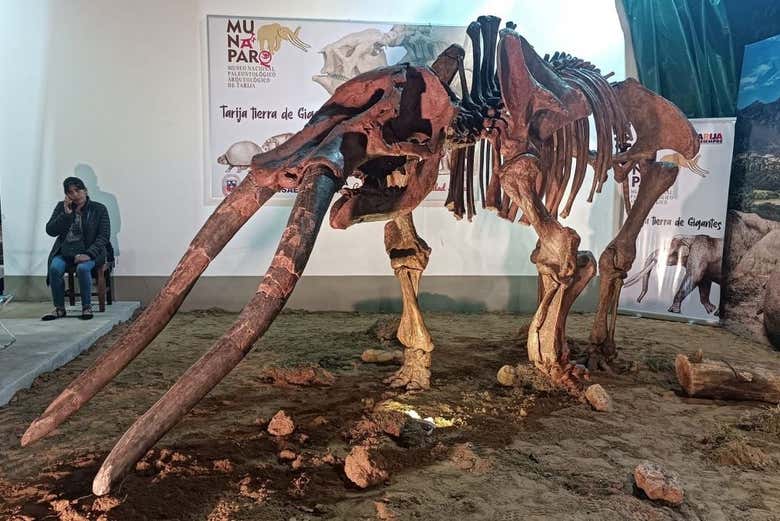 Museo Paleontologico