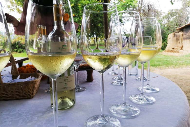 Taças preparadas para a degustação
