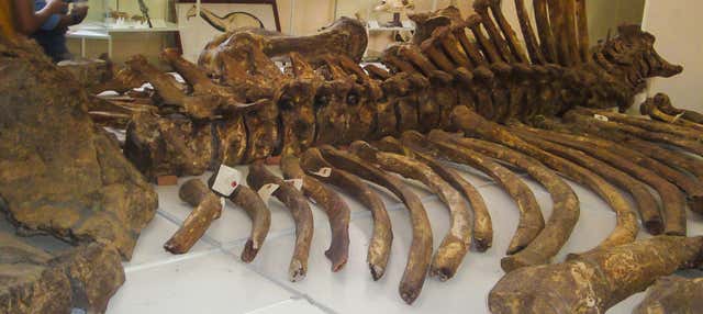 Museu Paleontológico e Arqueológico + vale dos Gigantes
