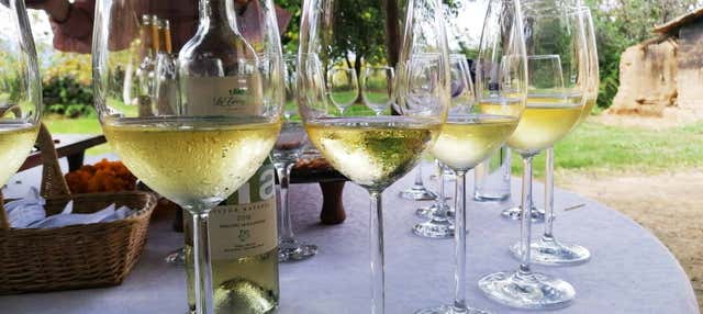 Tour pelas adegas do vale de la Concepción 