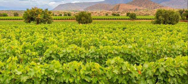 Tour do vinho por Tarija