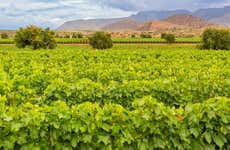 Tour do vinho por Tarija