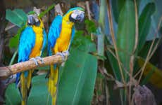 Birdwatching a Gran Mojos