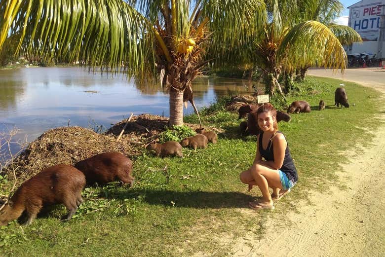 Capybaras at the San Juan stream