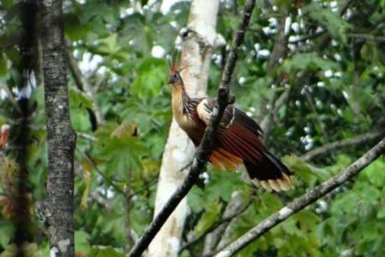 Observando aves en Trinidad