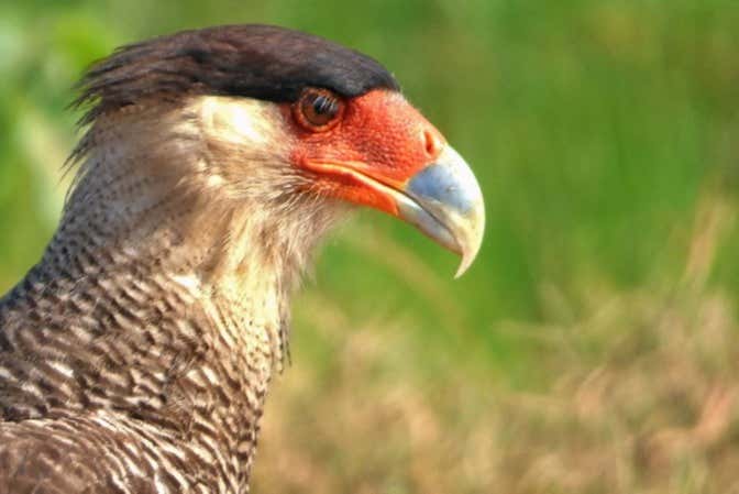 Birds around the Coitarama Lagoon