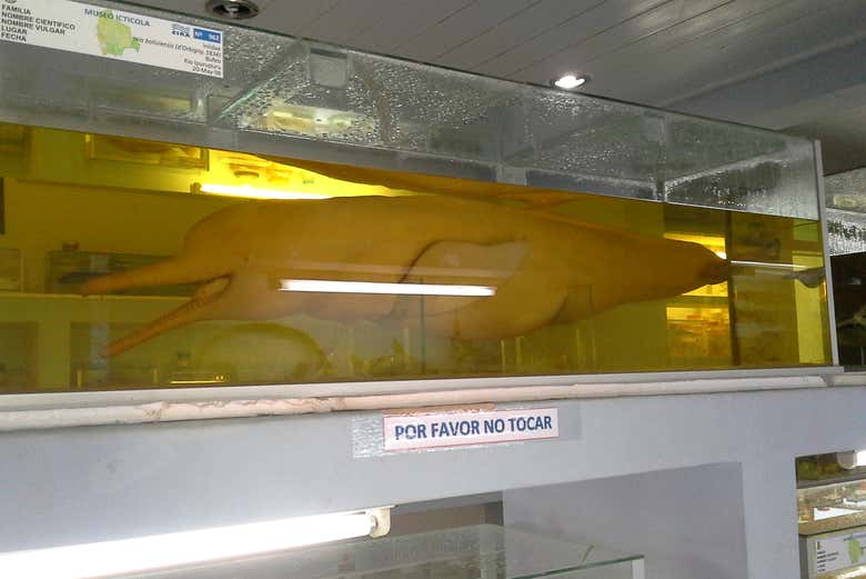 A freshwater dolphin