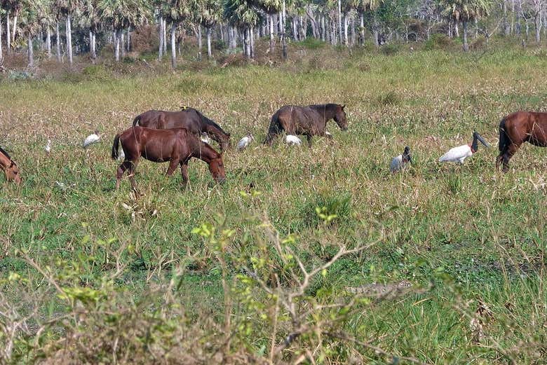 Horses grazing