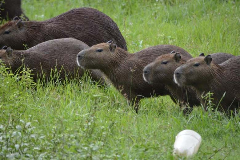 Capibaras