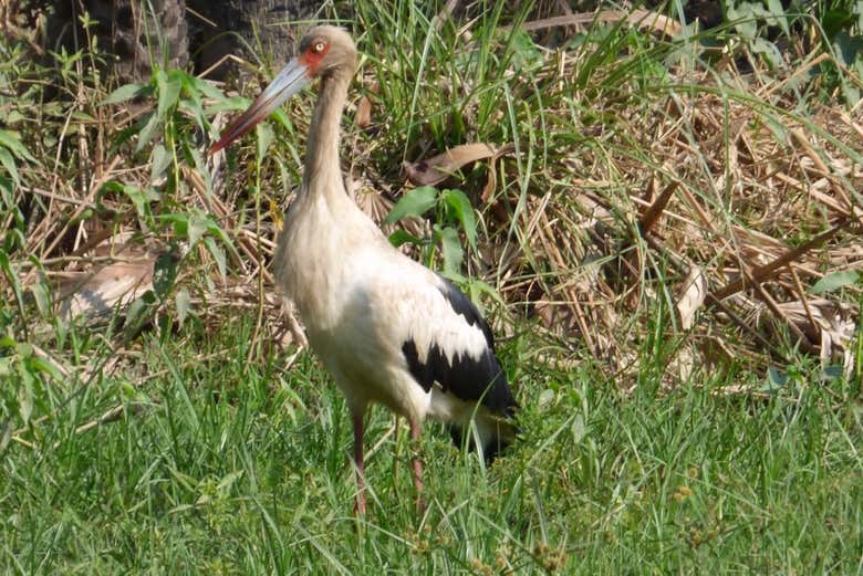A stork at the Coitarama Lagoon