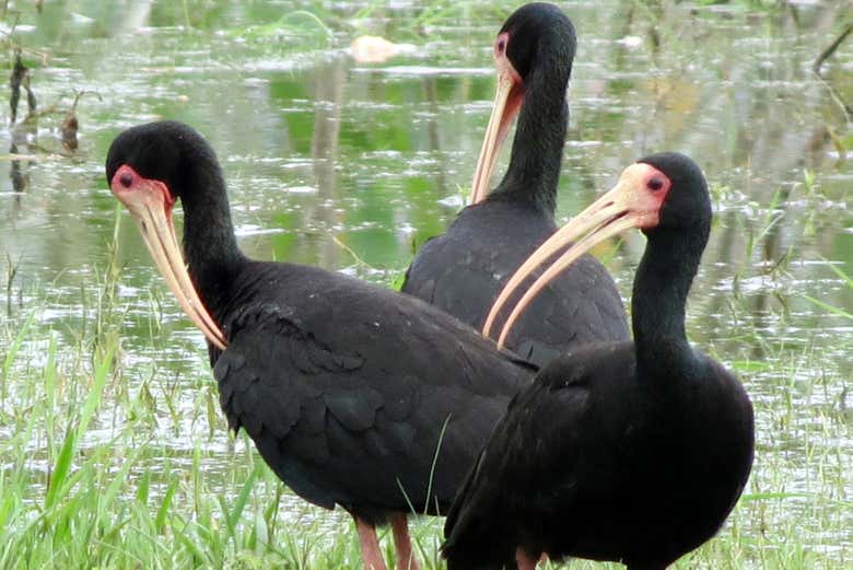 Garzas en la confluencia de los ríos Ibare y Mamoré