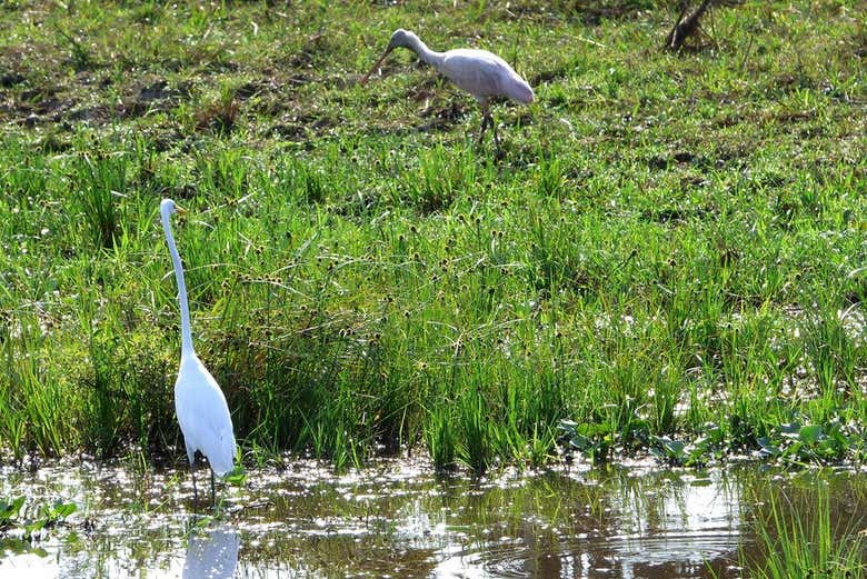 Herons in the Coitarama lagoon