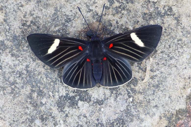 Black-winged butterfly