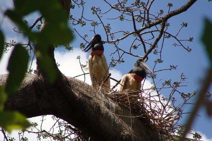 Observación de aves en Gran Mojos
