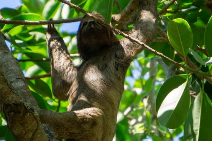 Keep your eyes peeled for sloths!