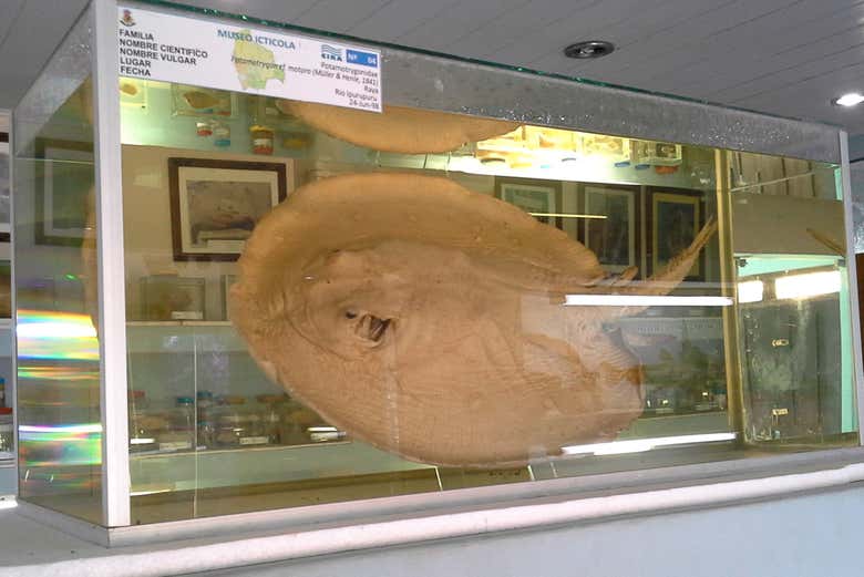 Manta ray at the Fish Fauna Museum