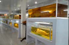 Visita guiada pelo museu Ictiológico do Beni