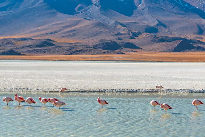 Flamands roses dans la Laguna Cañapa