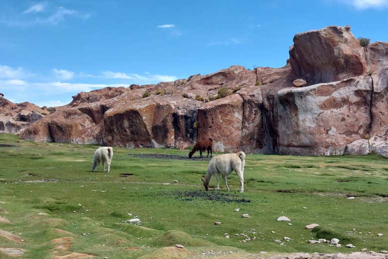 Lama nei dintorni della Laguna Negra