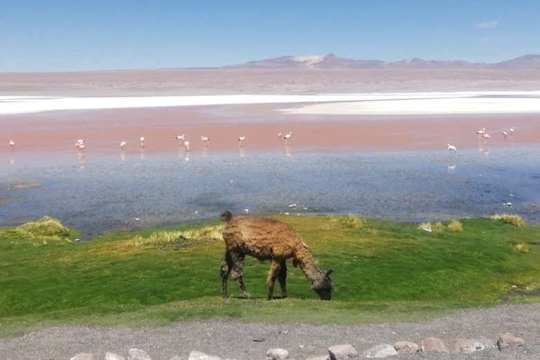 Laguna Colorada