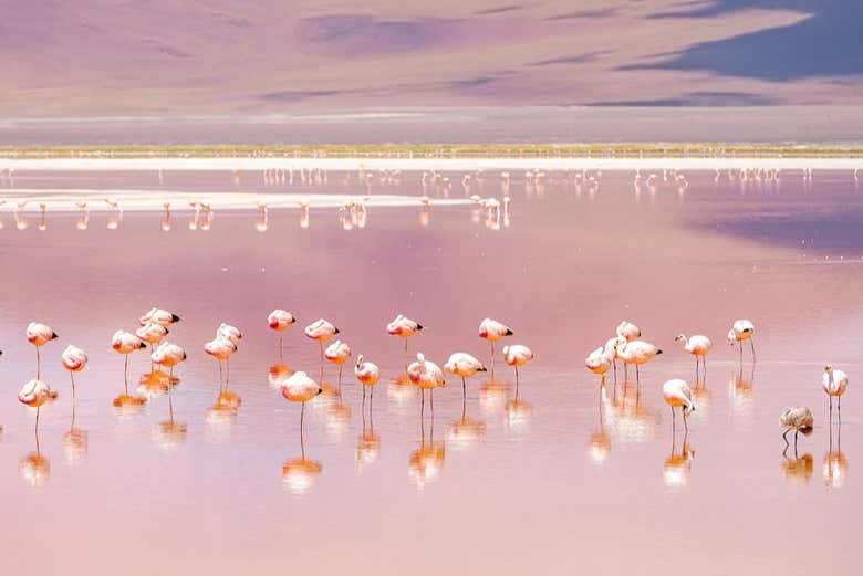 Laguna Colorada