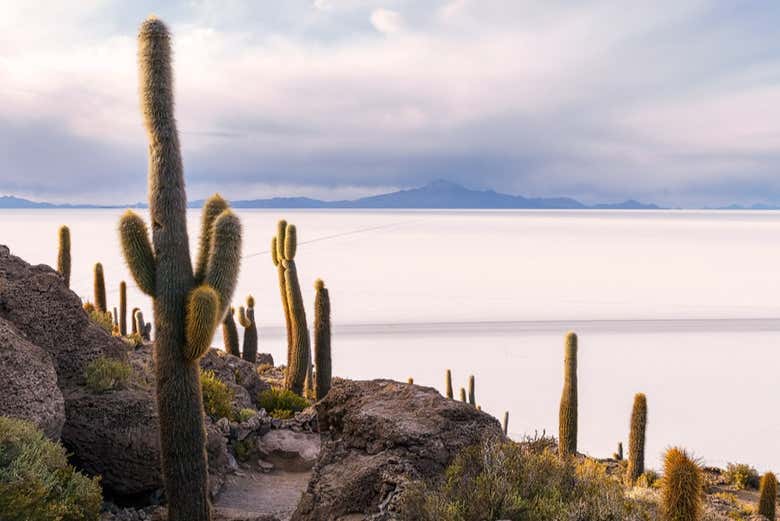 Vista del salar